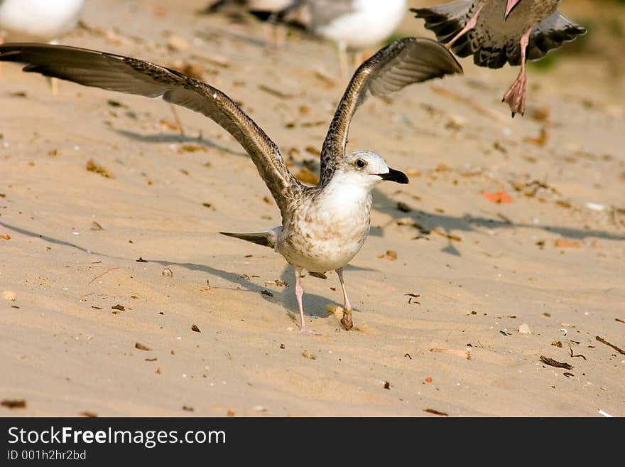 Seagull on the beach