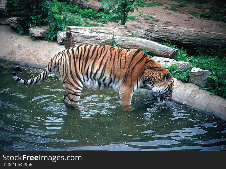 Siberan Tiger Drinking