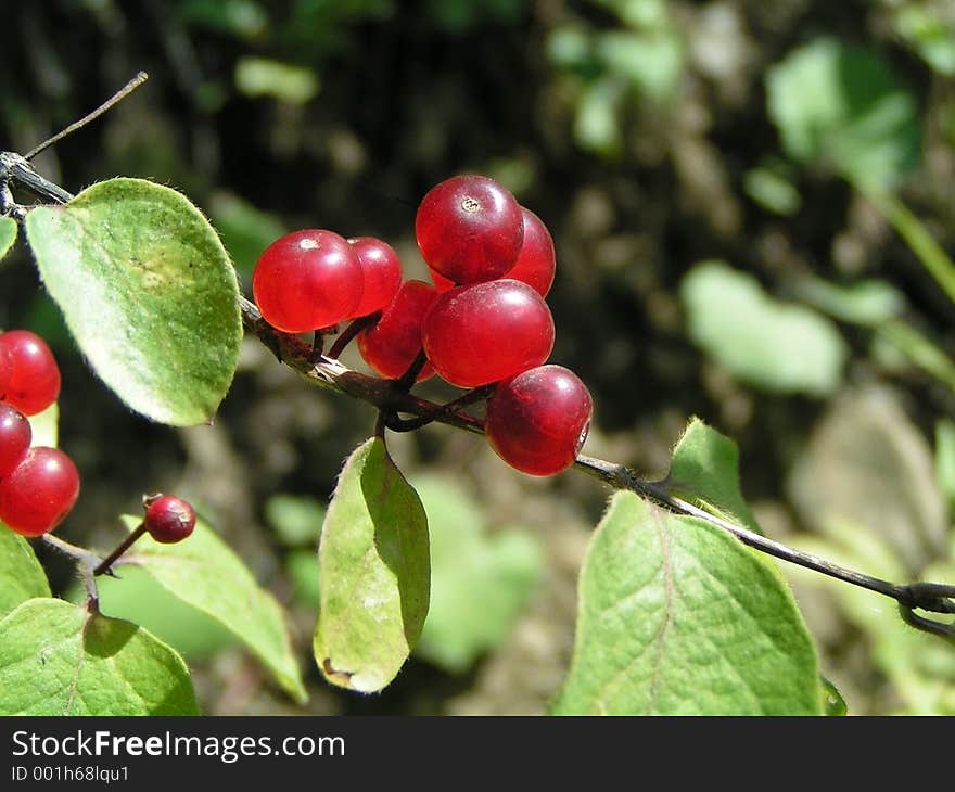 Red Berries