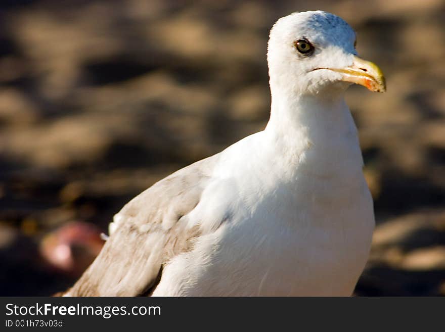 Seagull on the beach