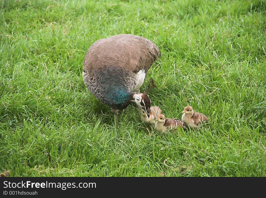 A peafowl with kids