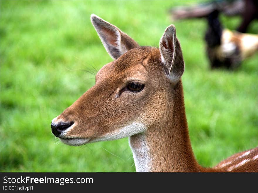 The head of a stag. The head of a stag