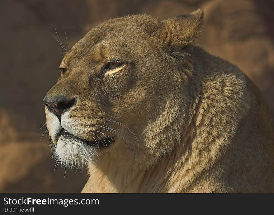 Lioness