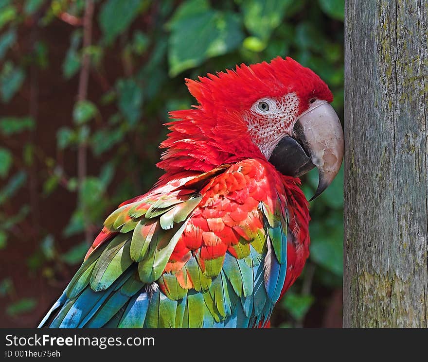 Scarlet Macaw