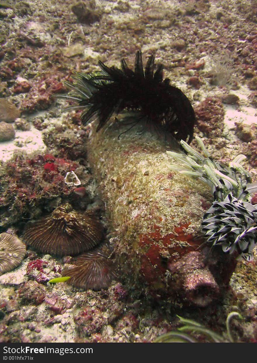 Coral encrusted scuba tank lying on the seabed
