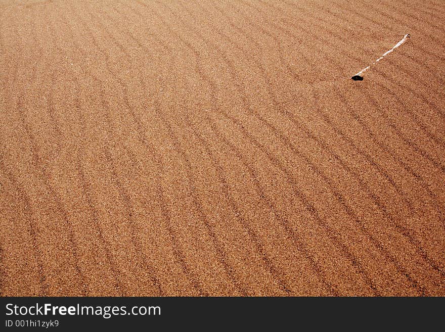 Bone in the Sand