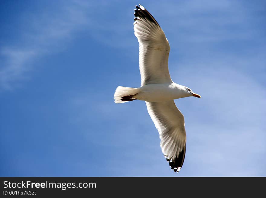 Backlit Seagull