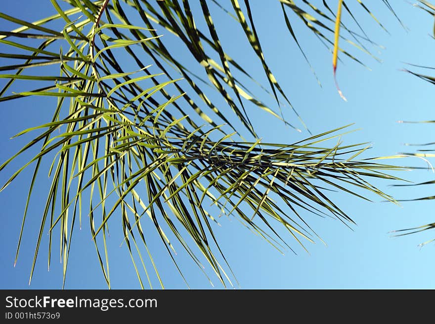 Palm tree leaf hanging. Palm tree leaf hanging