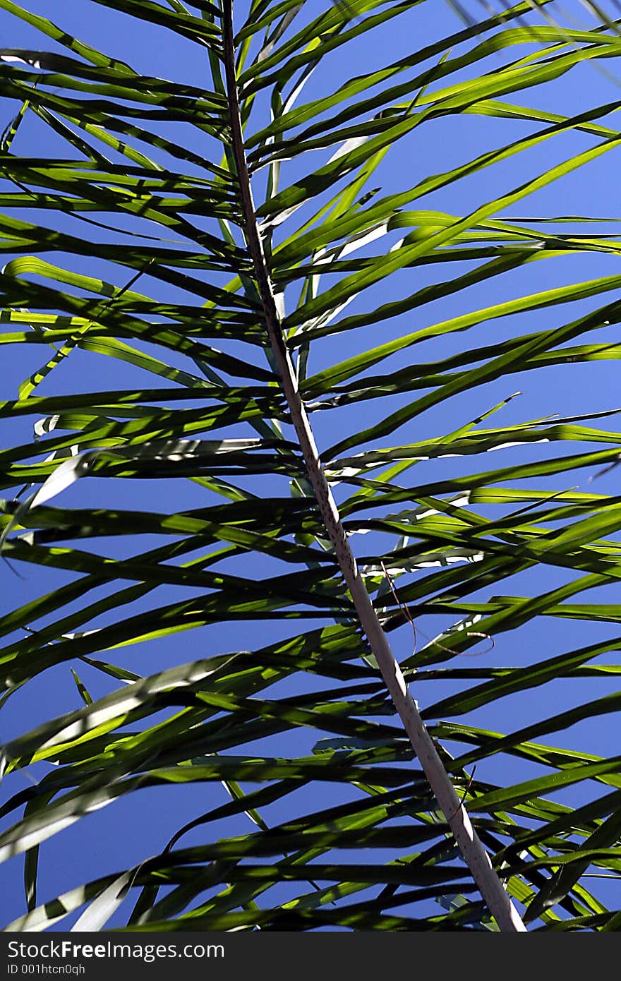 Upward view of a palm frond