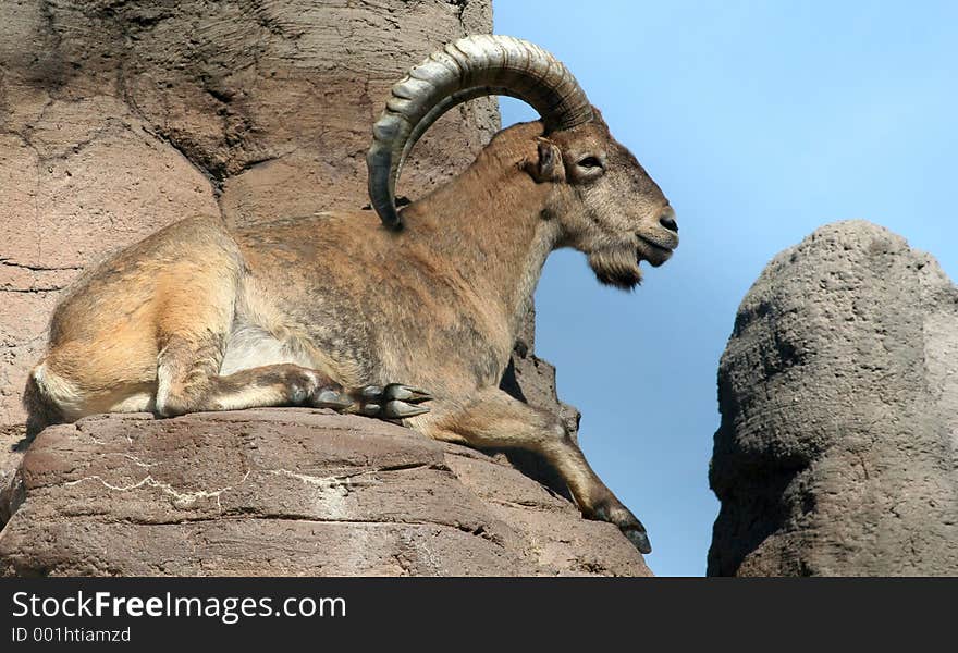 A male barbary sheep lying on a cliff. A male barbary sheep lying on a cliff