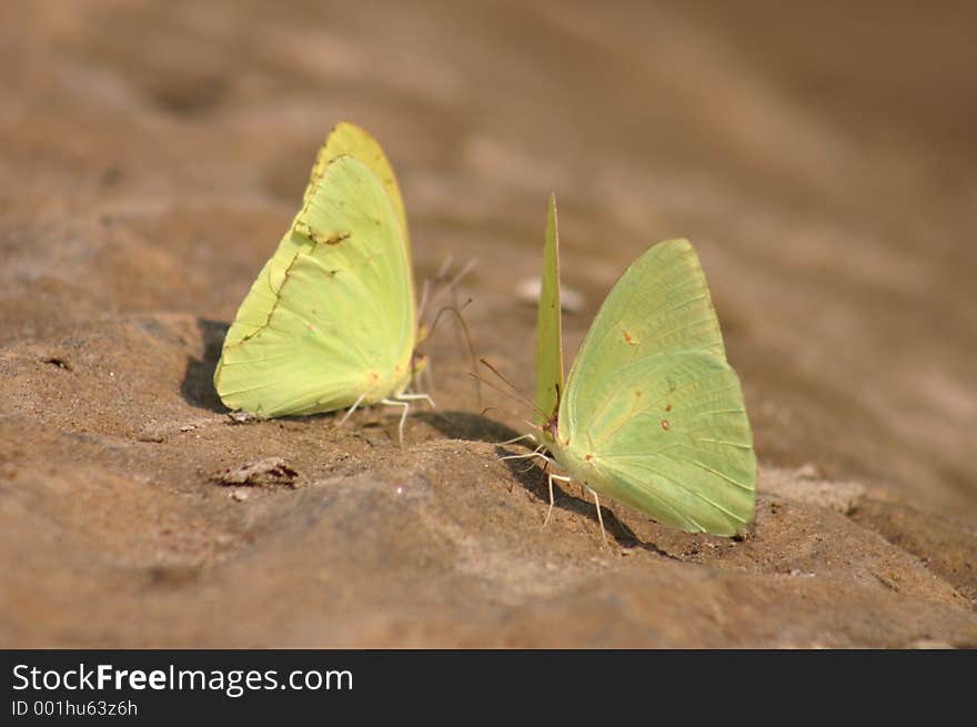 Yellow Butterflys on beach on the Alabama River. Fall of 2005, these butterflys were drawn to one specific spot on the beach.