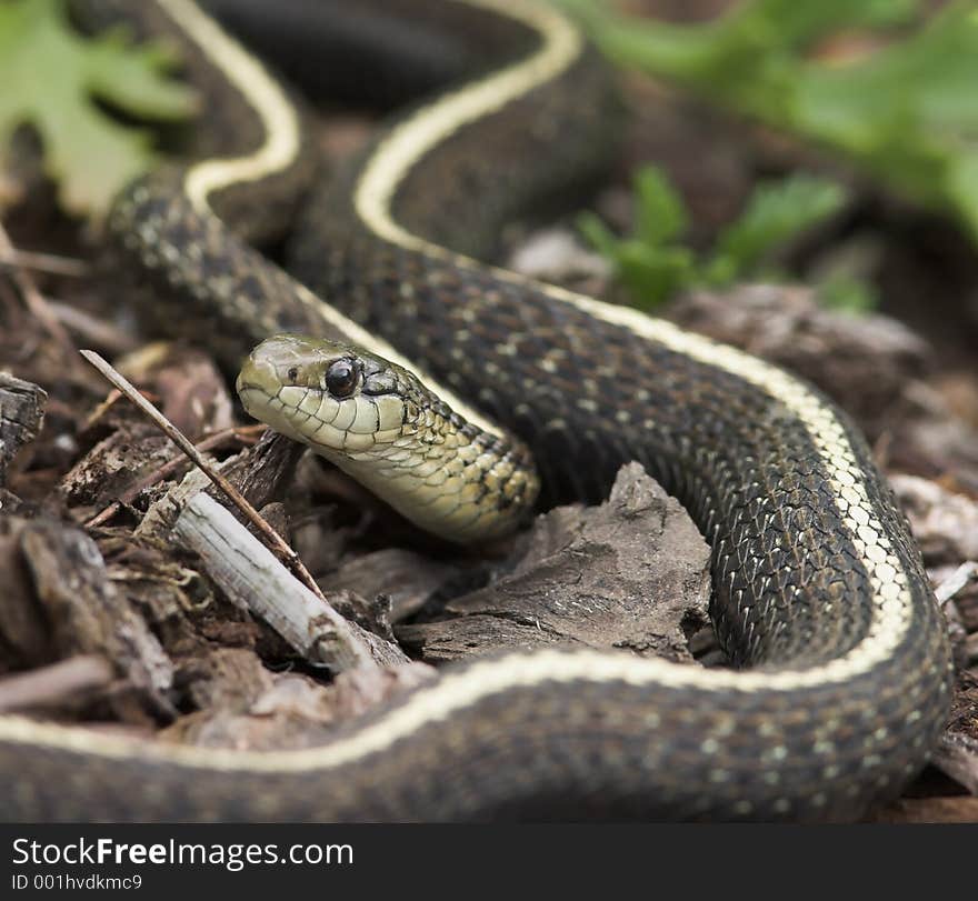 Garden Snake