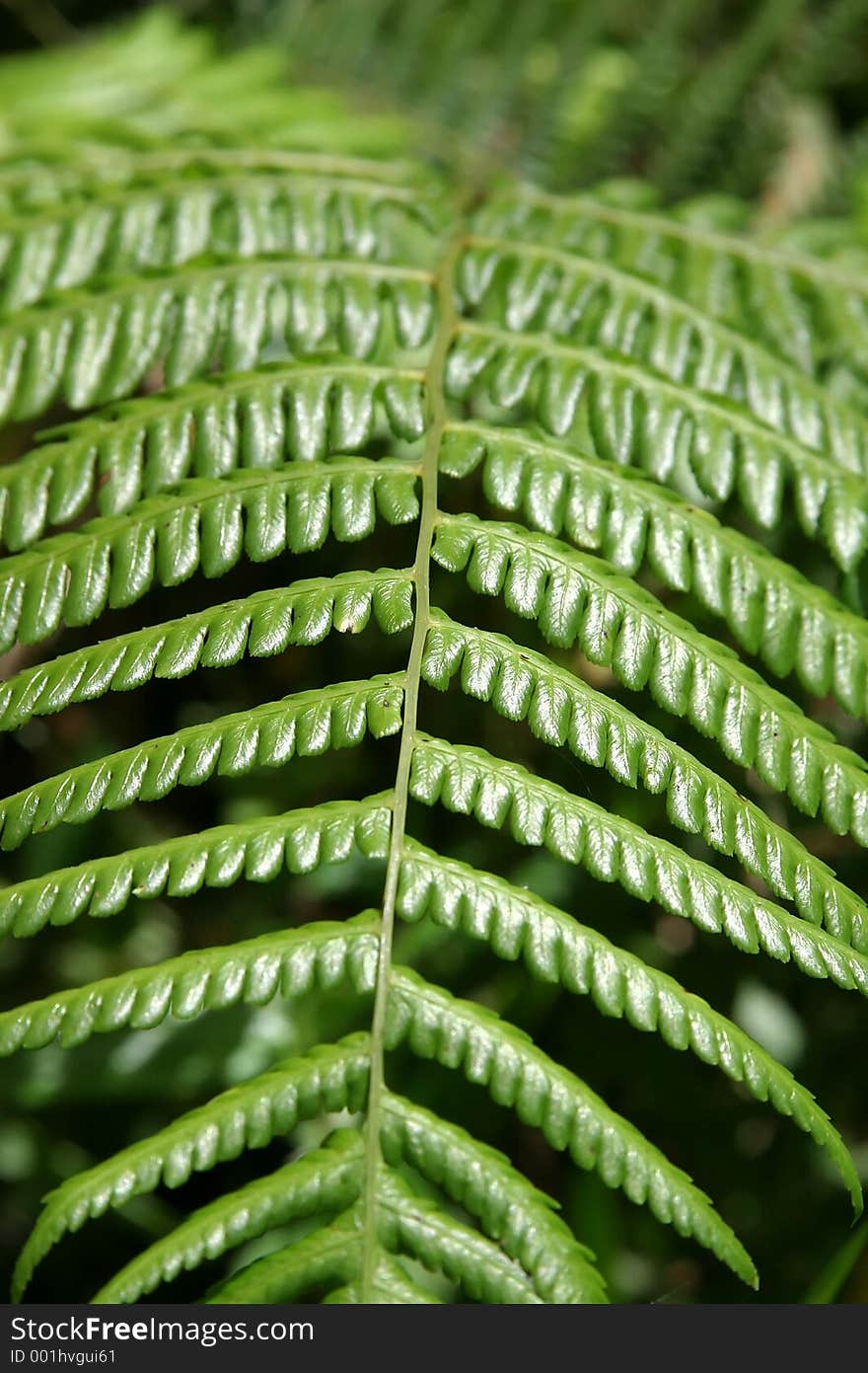 Leaf Texture