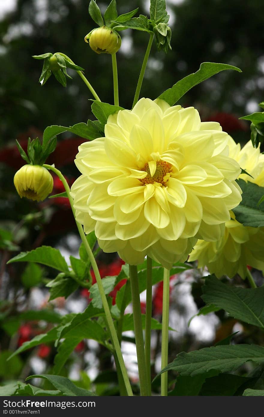 Yellow daisy flowers.