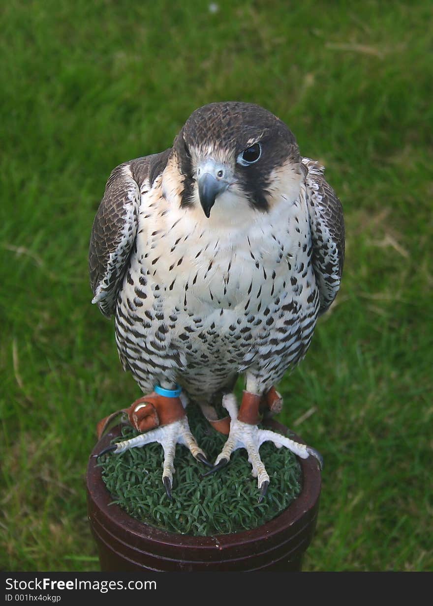 Closeup of a trained falcon sitting on its perch