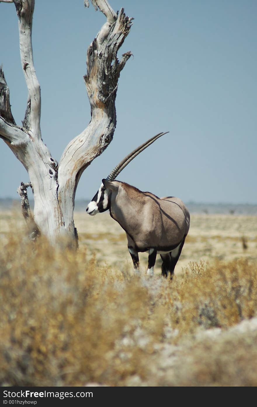 Gemsbok in Etosha