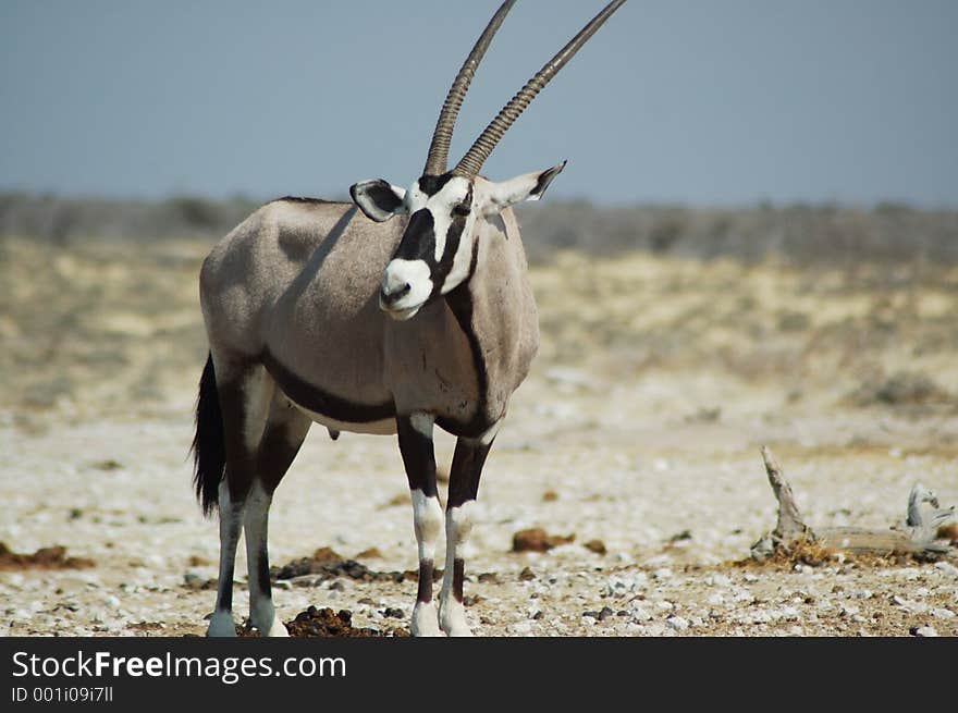 Gemsbok antelope in Etosha, Namibie. Gemsbok antelope in Etosha, Namibie
