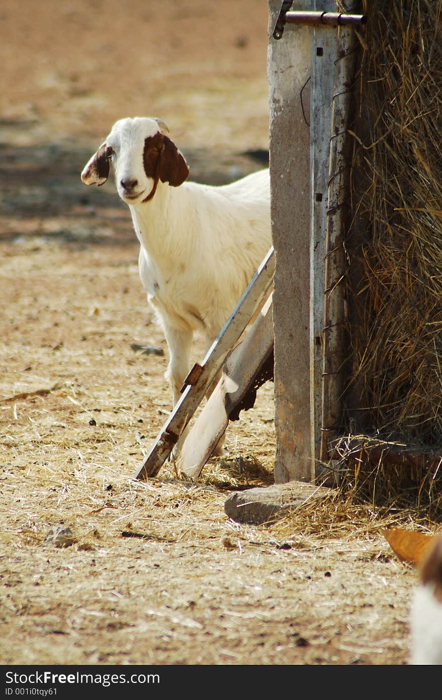 Goat peeking from behind the barn. Goat peeking from behind the barn