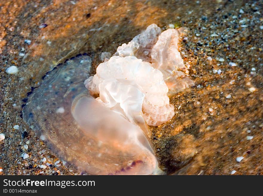 Jellyfish