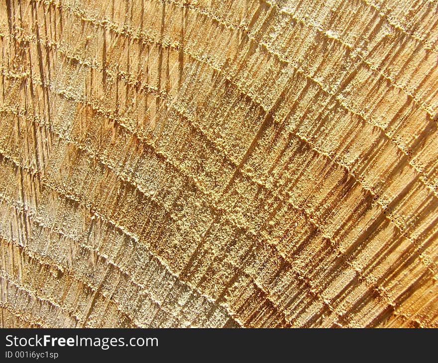 Up close look at a freshly cut log and the woodgrain. Up close look at a freshly cut log and the woodgrain