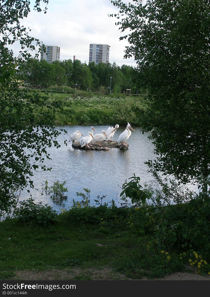 Pelicans and buildings