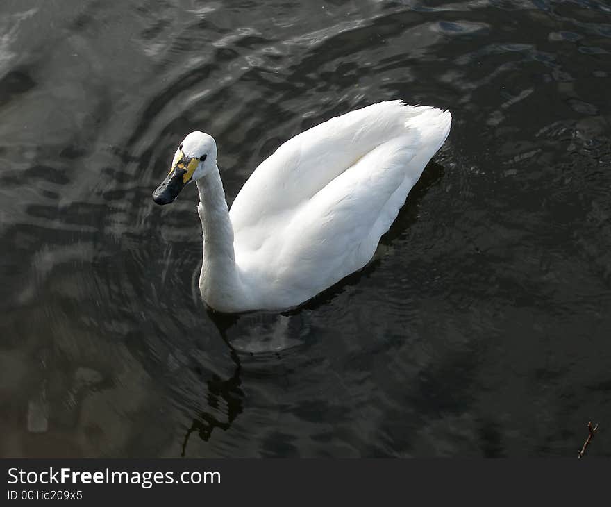 Beautiful swan