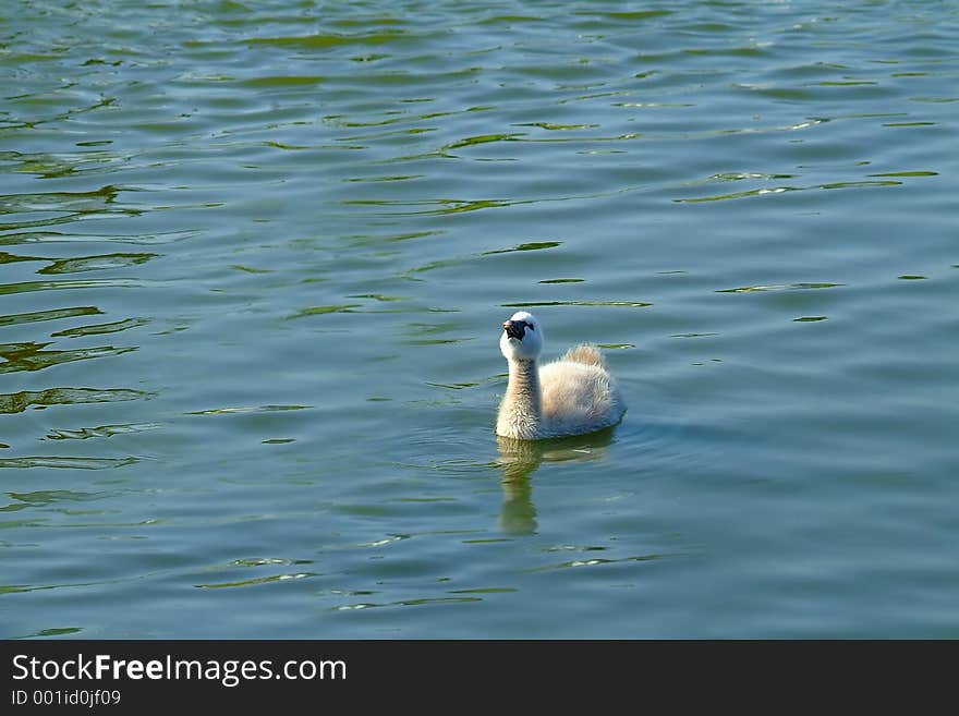 alone Baby swan on lake