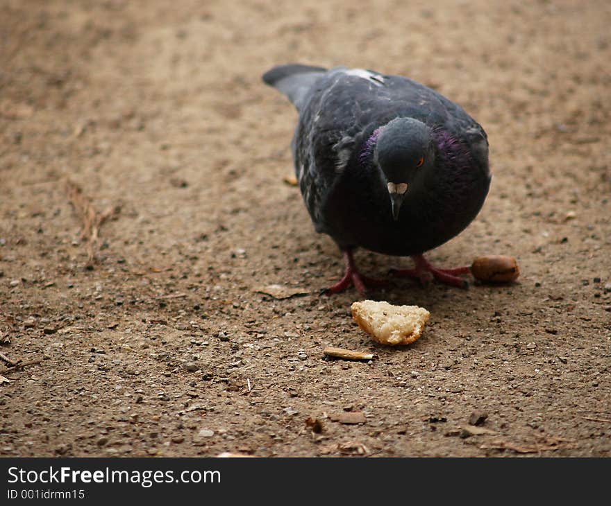 Pigeon found a piece of bread near cigarette stub. Pigeon found a piece of bread near cigarette stub