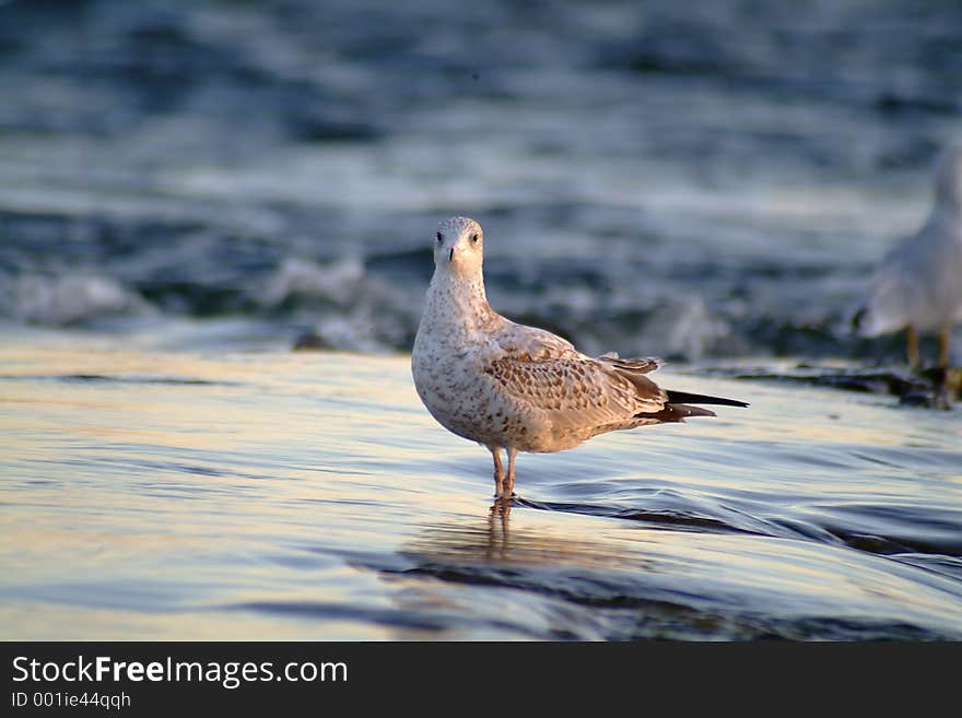 Seagull