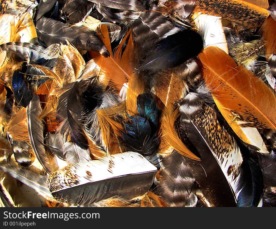 Here are some chicken feathers. Here are some chicken feathers.