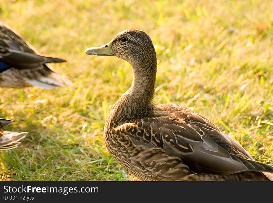 A young female Mallard duck poses for the camera. A young female Mallard duck poses for the camera