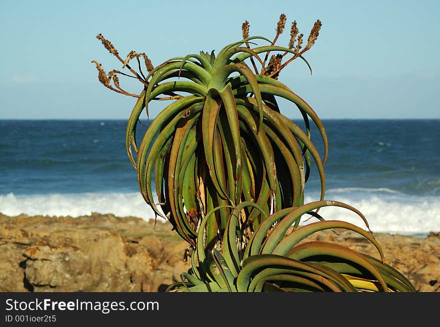 Aloe plant in south africa. Aloe plant in south africa