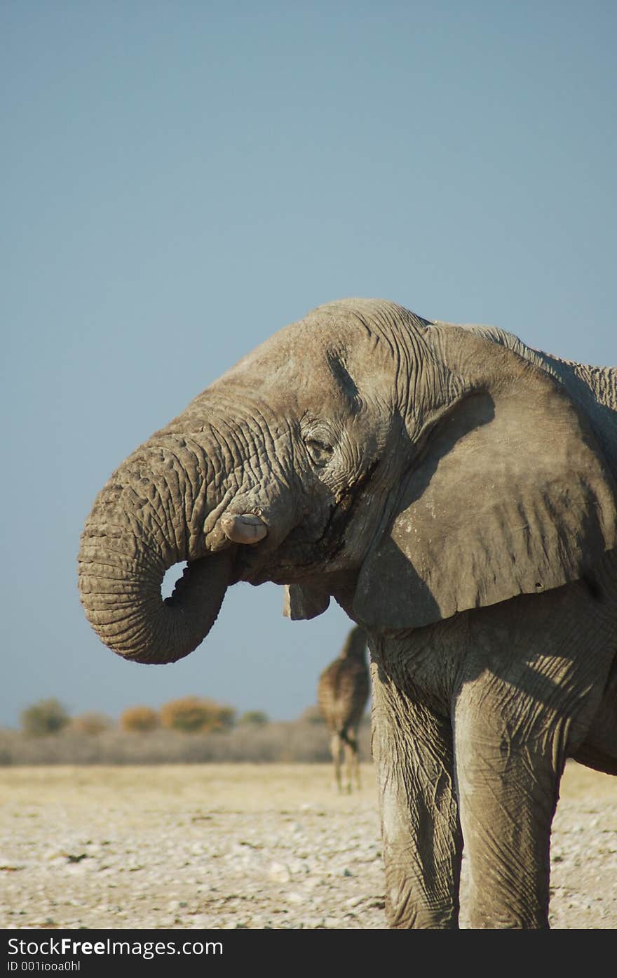 African elephant at a drinking hole in Etosha, Namibie