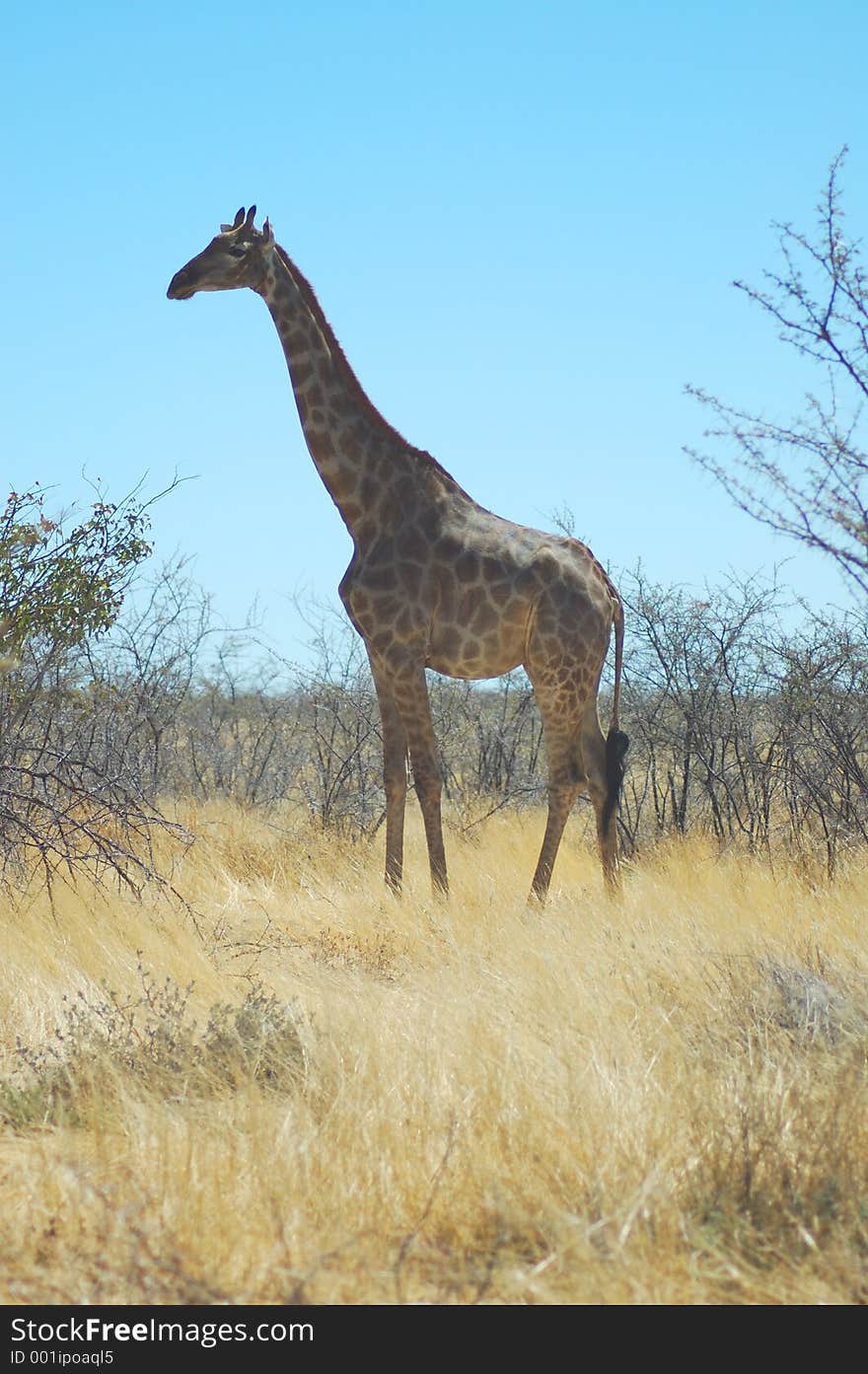Giraffe in Etosha, Namibie