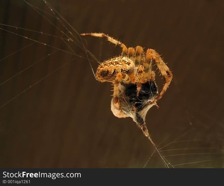 Spider on web eating Fly. Spider on web eating Fly