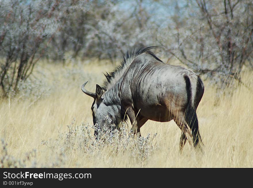 Blue wildebeest antelope in Etosha, Namibie. Blue wildebeest antelope in Etosha, Namibie