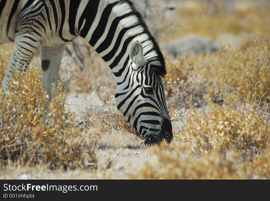 Zebra grazing in Etosha, Namibie. Zebra grazing in Etosha, Namibie