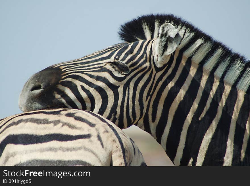 Zebras in Etosha, Namibie. Zebras in Etosha, Namibie