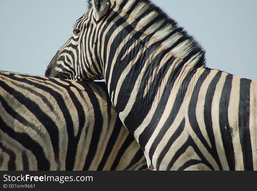 Zebras in Etosha, Namibie. Zebras in Etosha, Namibie