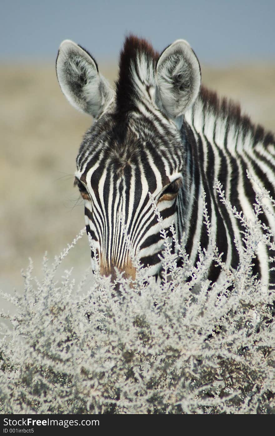 Zebra in Etosha, Namibie. Zebra in Etosha, Namibie