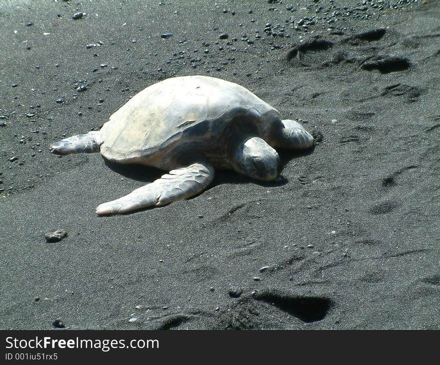 Turtle on Black Sand Beach