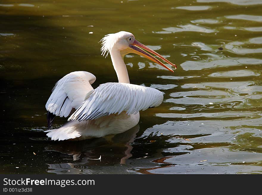 Pelican