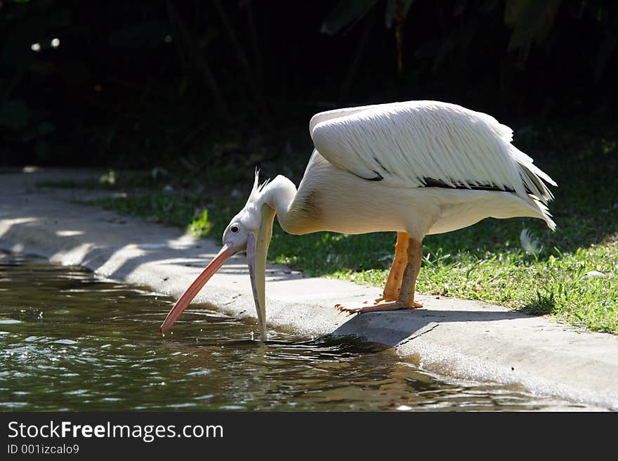 Pelican