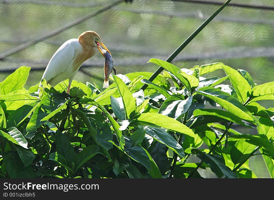 Heron with prey