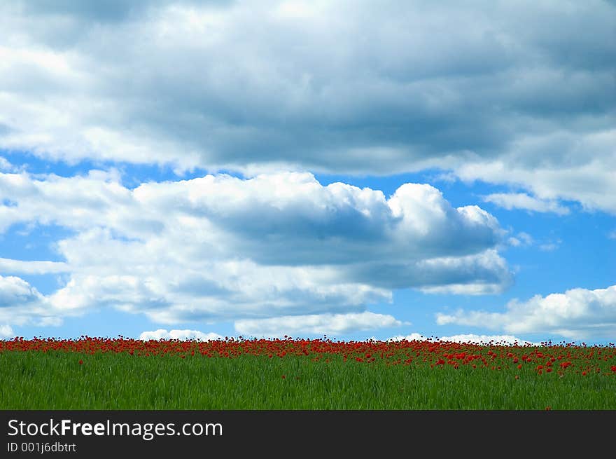 Poppy field in green