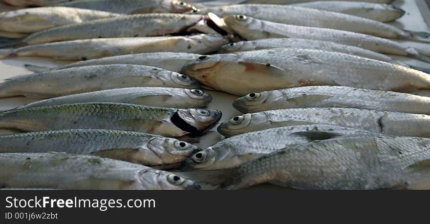 A good morning's catch on a temporary lake in the danube delta. A good morning's catch on a temporary lake in the danube delta