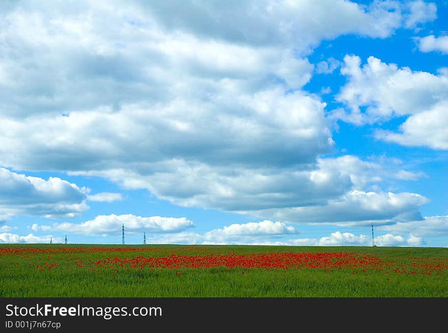 Poppy field with powerlines