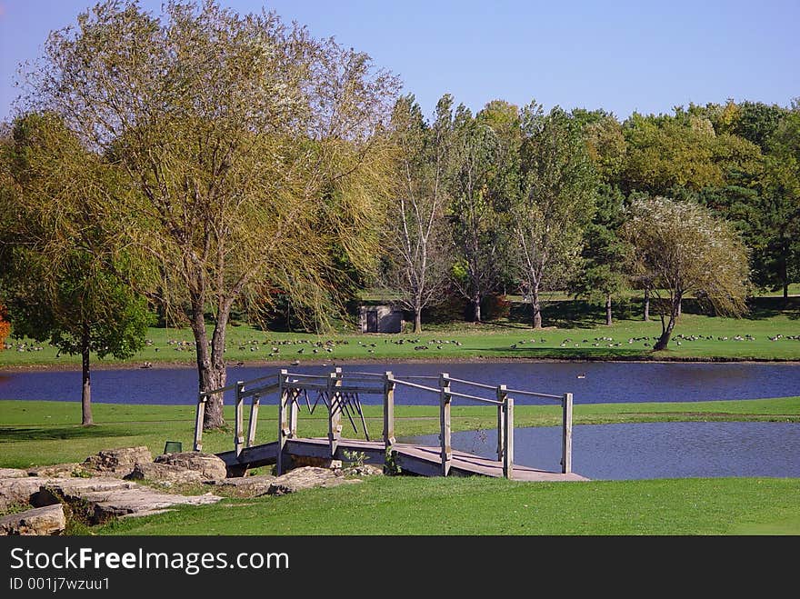 Green Field And Pond