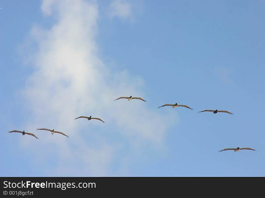 Pelicans in Flight