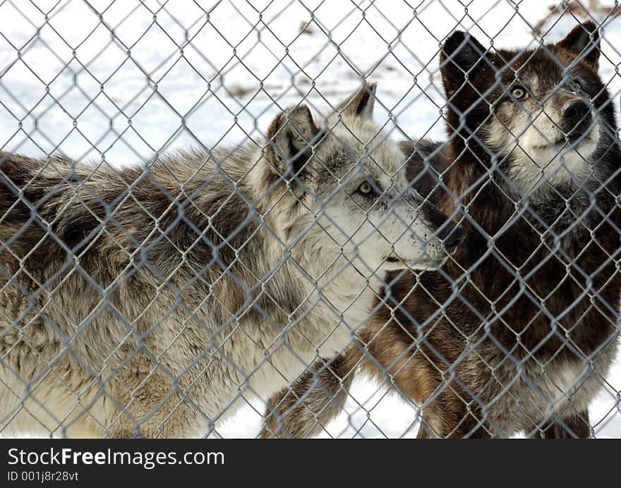 2 Wolves behind a fence, waiting for a treat. 2 Wolves behind a fence, waiting for a treat